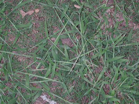 Weed Of The Week Crabgrass Forage Fax