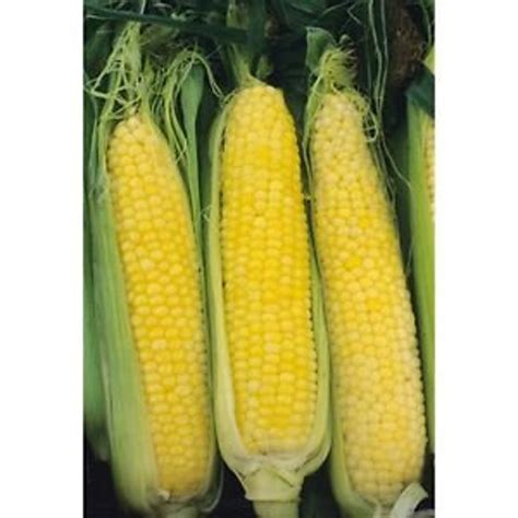 corn honey select yellow sweet corn seed  etsy