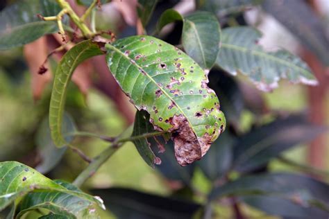 Vaincre Lanthracnose Guide Pratique Pour Jardiniers