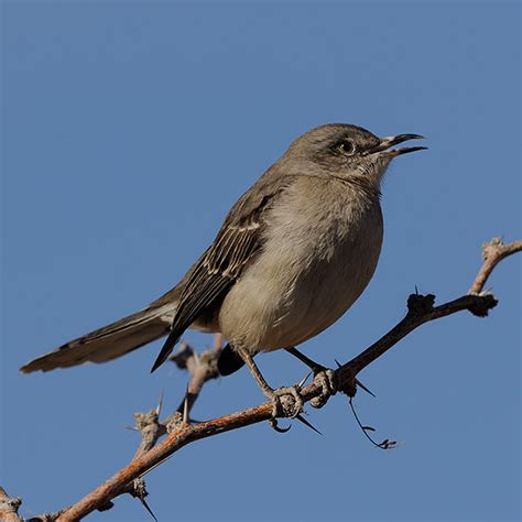 Northern Mockingbird