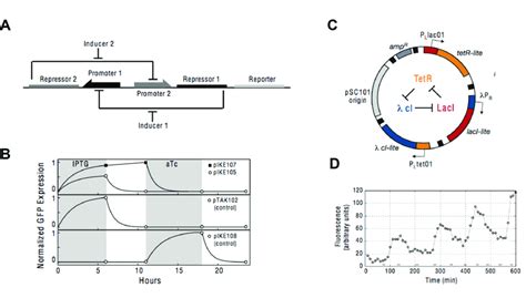 Toggle Switch And Repressilator Designs And Behaviors 28 A