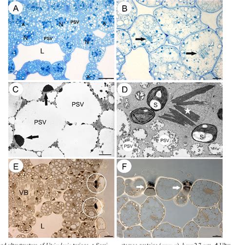 Figure 1 From Molecular Identification And Chromosomal Localization Of