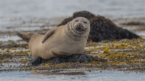 Icelandic Animals & Wildlife - Arctic Shorex