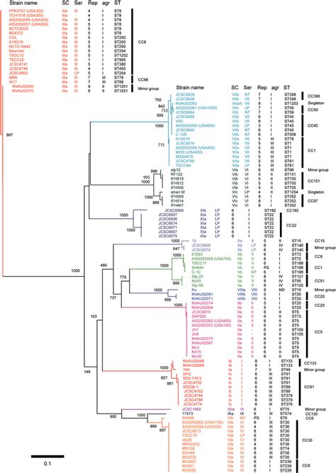 Phylogenetic Relationship Among The Nucleotide Sequences Of The D1