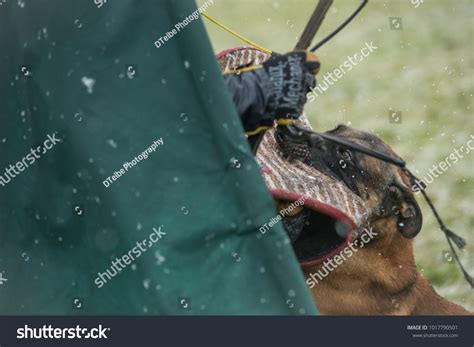 555 Aggressive Malinois Images, Stock Photos & Vectors | Shutterstock