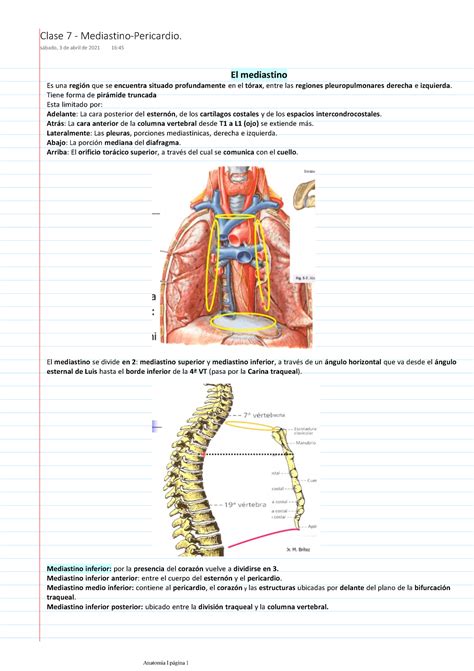 Clase 7 Mediastino Pericardio El mediastino Es una regiÛn que se