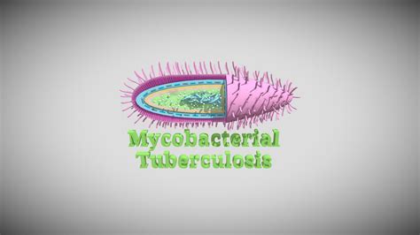 Mycobacterium Tuberculosis 1 3D Model By Mycobacterium Tuberculosis