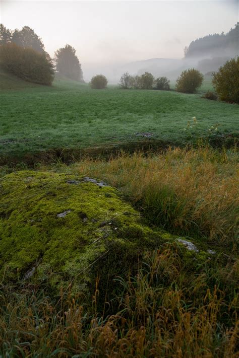 Free Images : nature, forest, grass, plant, field, lawn, meadow ...