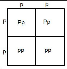 Homozygous Dominant Punnett Square