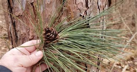 Intro to Trees of Indiana: Red Pine