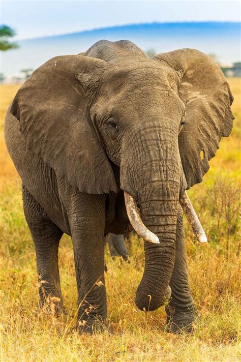 Graceful Giants Stunning And Timeless Black And White Elephant Photos