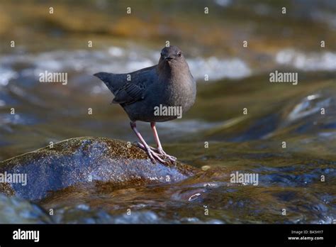 American Dipper Cinclus Mexicanus Standing On Rock In Rushing Stream At