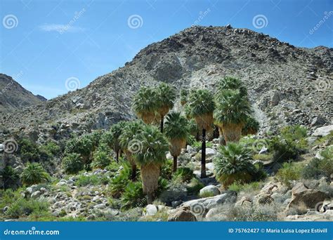 49 Palms Oasis In Joshua Tree National Park Stock Image Image Of