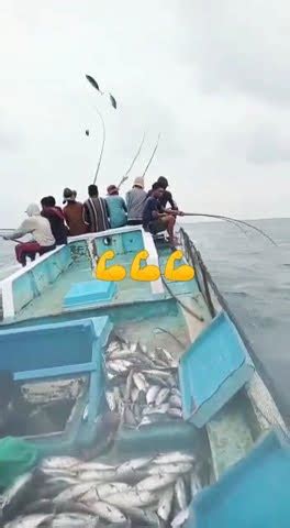 Serunya Mancing Di Pagi Hari Shorts Youtube