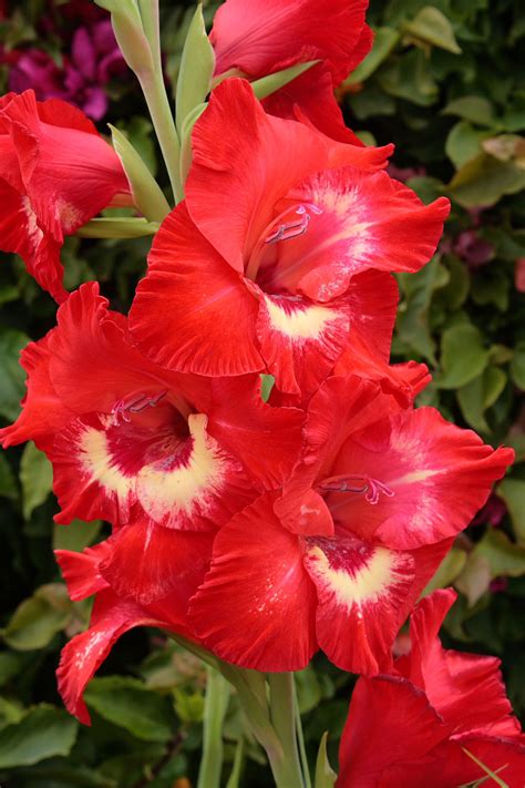 Red And White Gladiolus Free Stock Photo Public Domain Pictures