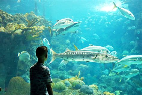 12 Best Aquariums In Florida 2024 Indoor And Outdoor Fun