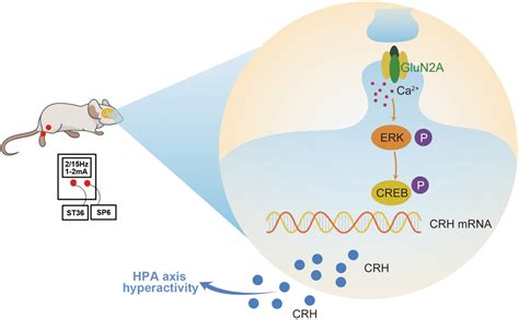 Frontiers Glun A Erk Creb Signaling Pathway Involved In