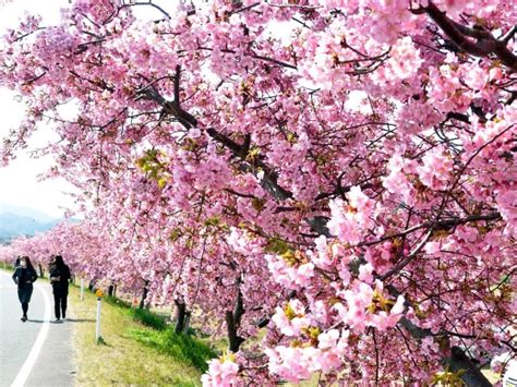 春告げる河津桜 東かがわ・湊川（四国新聞）