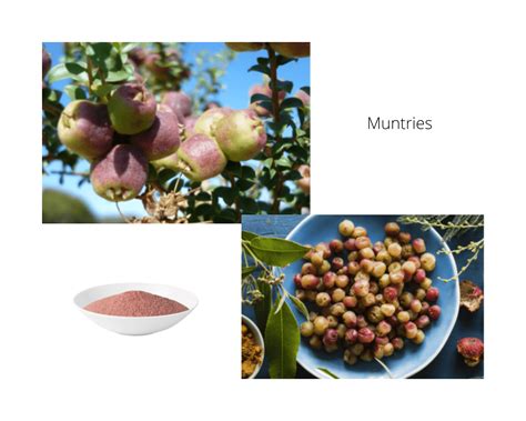 Freeze Dried Muntries (emu apple) - The Australian Superfood Co