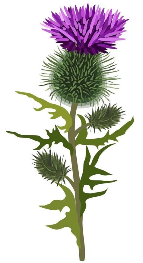 Vector Isolated Illustration Of Thistle