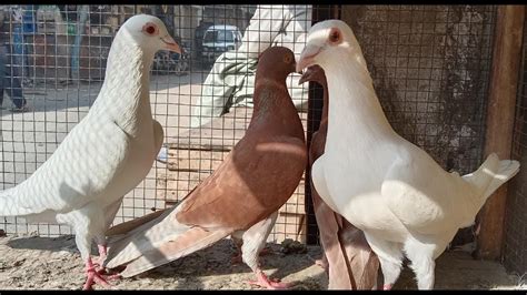 Qasid Kabootar For Sale Qasid Pigeon Qasid Kabootar Racer