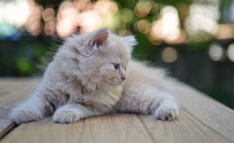 Ragdoll Munchkin Mix Cat Breed (Everything You Need To Know About ...