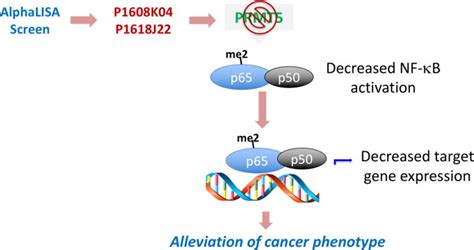 Development Of An Alphalisa High Throughput Technique To Screen For