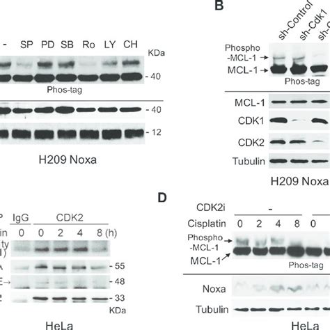 Noxa Is Required For Cisplatin Induced Mcl Phosphorylation And