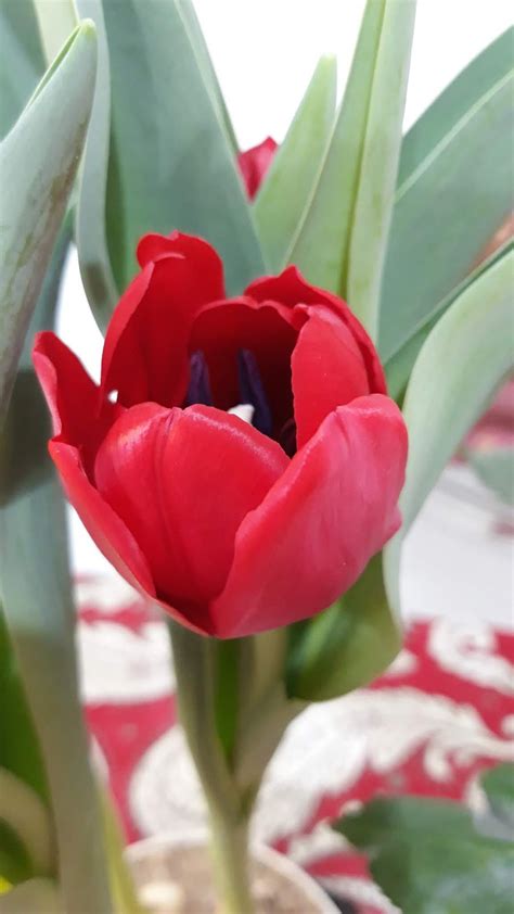 Como Cultivar Tulipas Em Casa Camila Parisoto