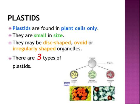 Knowledge Area Life At The Molecular Cellular And Tissue Level Ppt