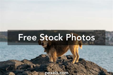 Dog On Rock Photos, Download The BEST Free Dog On Rock Stock Photos ...