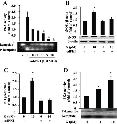 Genistein G Enhanced Enos Protein Expression And No Production Are Download Scientific