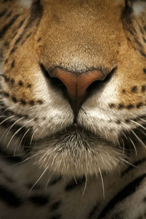 98 best Nose images on Pinterest | Cutest animals, Animal noses and ...