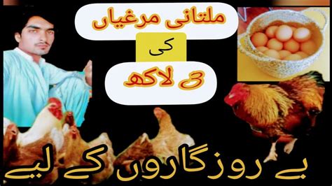 Biggest Modern Desi Hen From In Pakistan Free Range Chicken