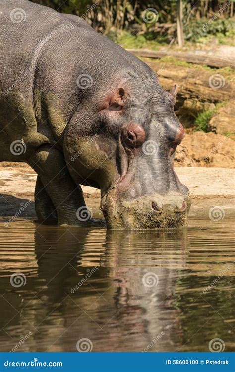 Closeup Of Drinking Hippo Stock Photo Image Of Skin 58600100