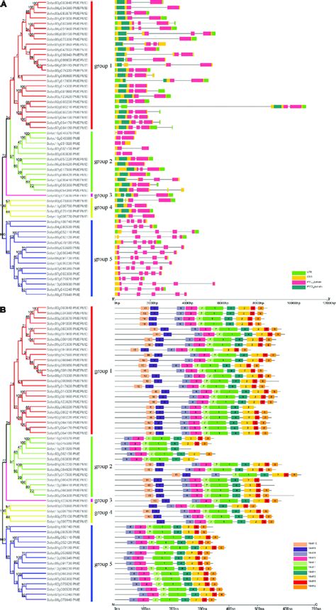 Phylogenetic Relationships Conserved Motif Analysis And Gene Download Scientific Diagram