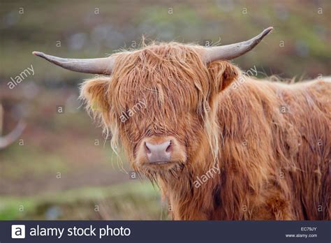 Ginger Cow Stock Photos And Ginger Cow Stock Images Alamy