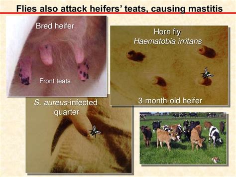 Managing Mastitis In Bred Heifers