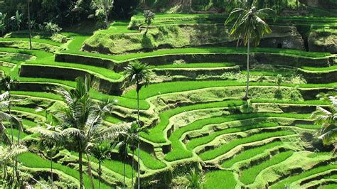 Sawah Ubud Bali Background HD Wallpaper Pxfuel