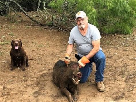 Trapping Wild Hogs Caught A Big Nasty Boar Youtube