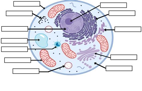 Label the Cell Using Google Slides