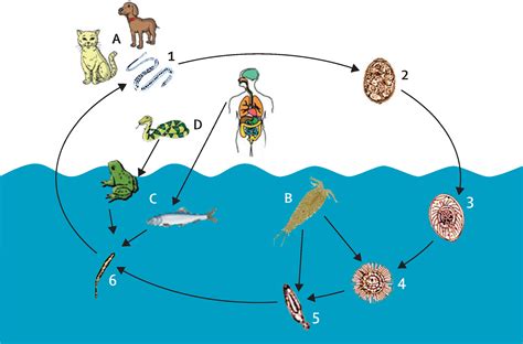 Spirometra Mansonoides