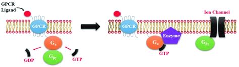 Heterotrimeric G Protein Activation And Inactivation Cycle The