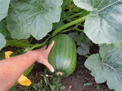 Summer squash variety?? in the Plant ID forum - Garden.org