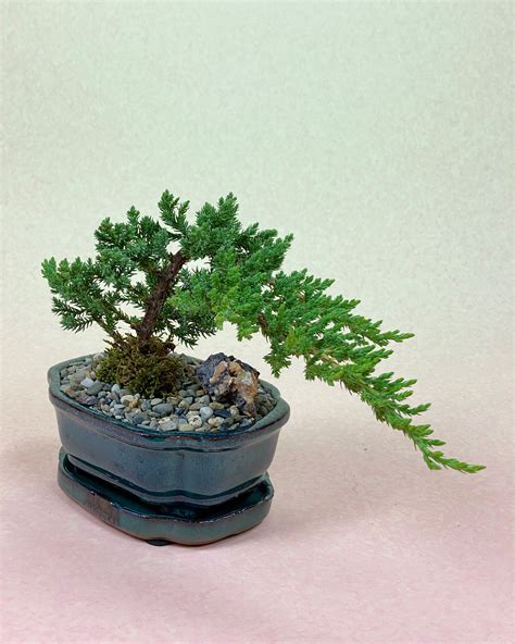 Juniper Bonsai Poppies Plant Of Joy