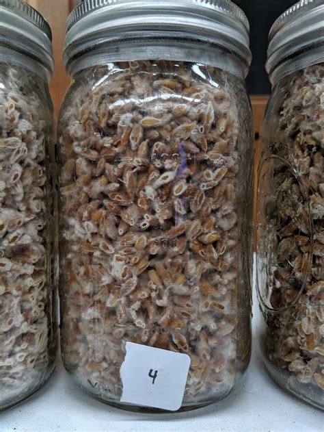 A Second Opinion Wanted On These Oats Grain Jars With Shiitake Slow