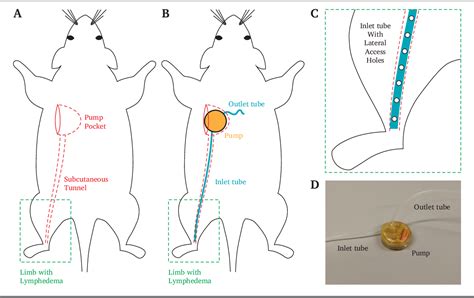 [pdf] Experimental Drainage Device To Reduce Lymphoedema In A Rat Model