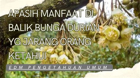 Apasih Manfaat Di Balik Bunga Durian Youtube