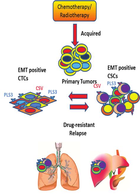 Understanding The Dynamic Equilibrium Between Emt Positive Ctcs And