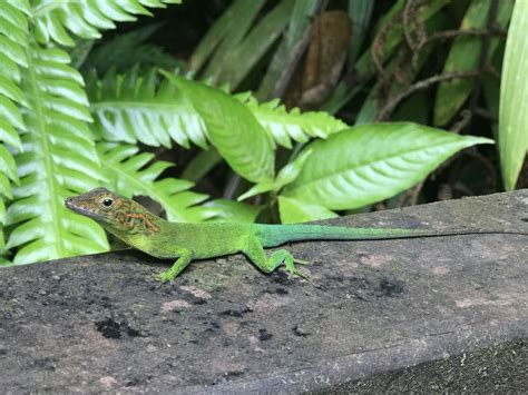 Excursion En X Dans Le Nord De La Basse Terre En Guadeloupe